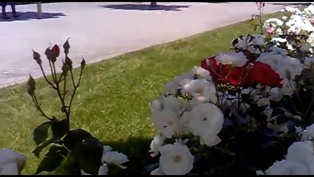 Цветы на бульваре в Баку смотреть онлайн