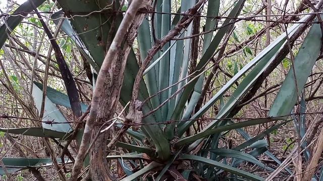 #bioma SINZAL OU AGAVE смотреть онлайн