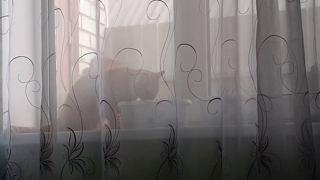 Котик кушает травку ? смотреть онлайн