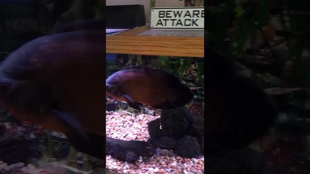 Oscar Fish Tank смотреть онлайн
