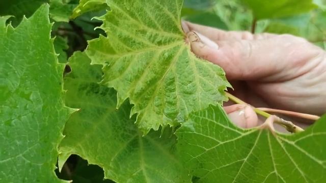Листья винограда желтеют Хлороз болезнь винограда смотреть онлайн