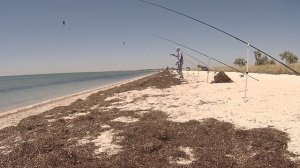 Пеленгас летом в жару. Ловля пеленгаса Азовское море.