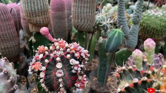 Gymnocalycium Variegata Flowerings | sept22 смотреть онлайн