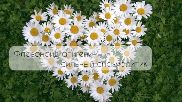 Лечебные травы | Лечебные свойства Ромашки смотреть онлайн