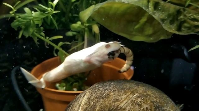 Шпорцевая лягушка в аквариуме. смотреть онлайн