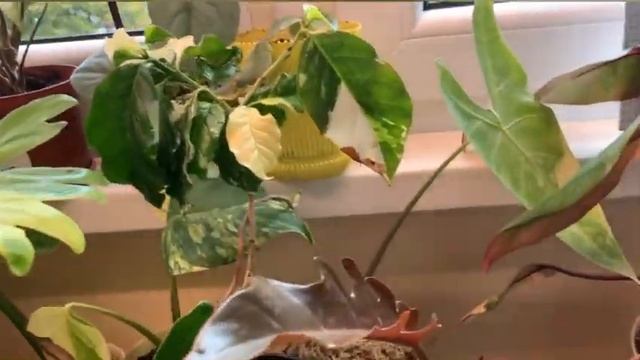 Порядок. Нові стелажі для квітів. Лампи міняють все) смотреть онлайн