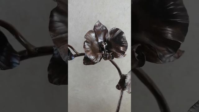 Орхидея из Меди смотреть онлайн