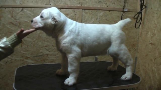 Олимпик Стар Галатея 1,5 мес смотреть онлайн