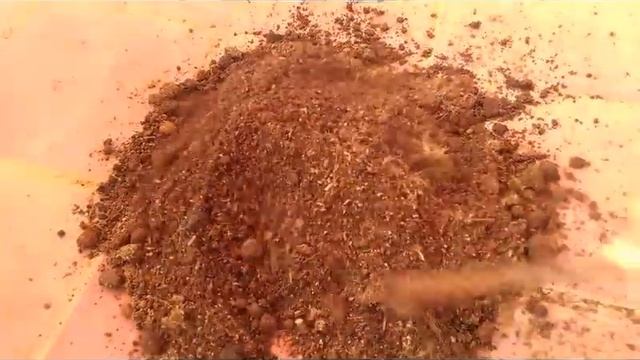 Areca Palm || How and when to repot Areca palm || Repotting Areca palm || Areca palm potting soil смотреть онлайн