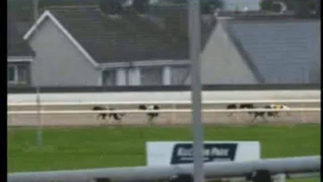 IGB - The Welcome To Waterford Greyhound Stadium 01/06/2019 Race 1 - Waterford смотреть онлайн