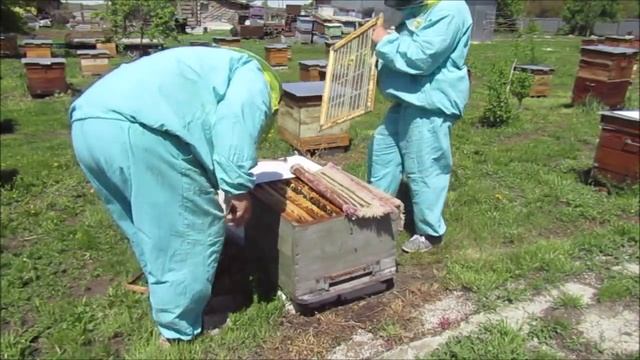 Работаем со СР пчелой при +15*С и формируем сборные отводки. смотреть онлайн