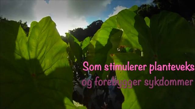 Nature Vermikomposter - lag Rolls Royce plantenæring hjemme året rundt av ditt matavfall смотреть онлайн