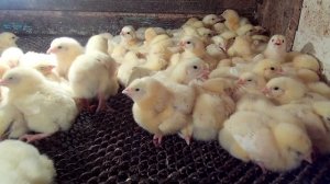 Выращивание бройлеров / Чем пропаивать птицу / Ответы на вопросы подписчиков