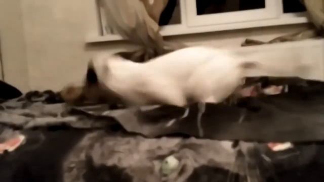 енот борец сумо смотреть онлайн