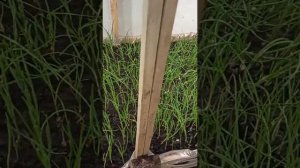 Лук на перо из севка.Бизнес в гараже.