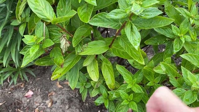 Подкормка метельчатой гортензии.