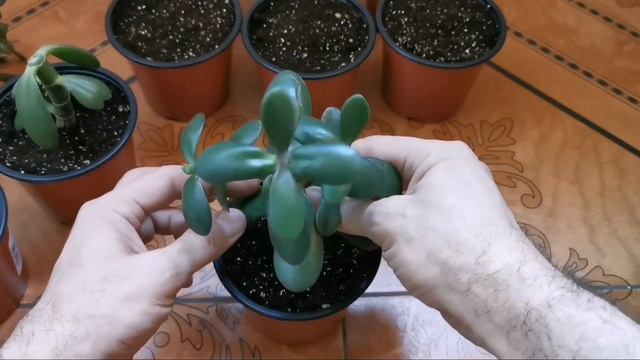 Как выращивать денежное дерево. смотреть онлайн