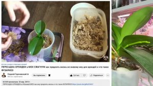 как сажать орхидею наращивать корни в сфагнум (моховое гнездо) сохранить посадку орхидей на 3-4 год