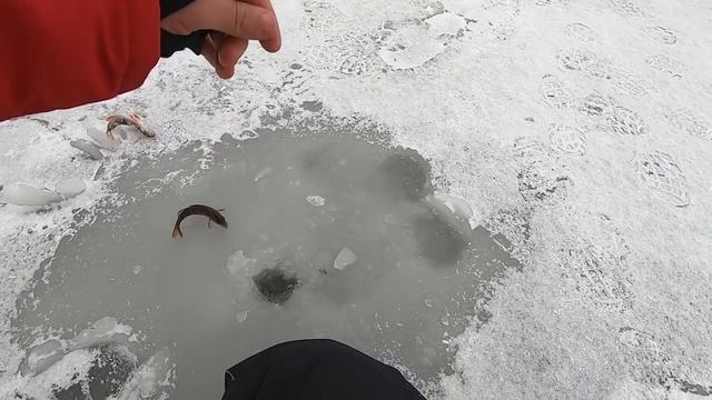 Первый лед 2021-2022 | ЗЛЫЕ ПОКЛЁВКИ окуня на безмотылку! Рыбалка зимой смотреть онлайн