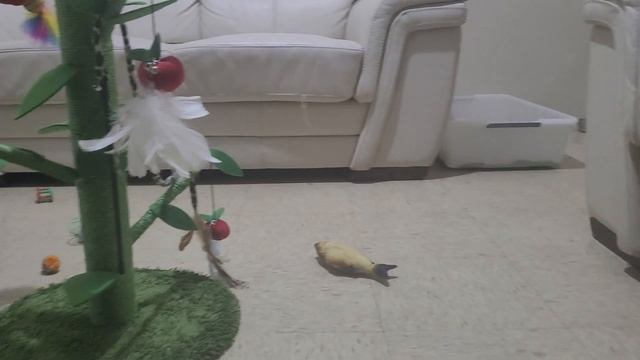 kitten- just one happy kitty - Suga the Blue Point Ragdoll смотреть онлайн