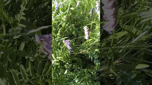 Мышиный горошек смотреть онлайн