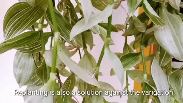 Tradescantia fluminensis albovittata (wandering jew)?First out of Five?#Variety hanging plants?? смотреть онлайн