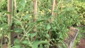 Томат вкусняшка Мини марцано