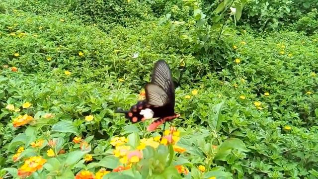 Pachliopta aristolochiae. смотреть онлайн