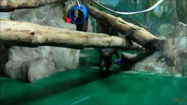 Мандрилы 25.02.18г.