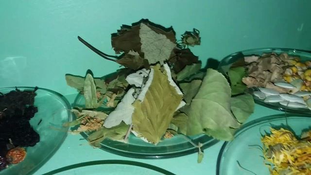 Чем я кормлю своих шиншилл. смотреть онлайн