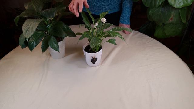Domino Variegated Peace Lily / Plant Spotlight смотреть онлайн