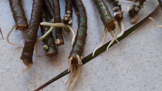 Драцена / Обрезка и размножение драцены / Размножение драцены смотреть онлайн