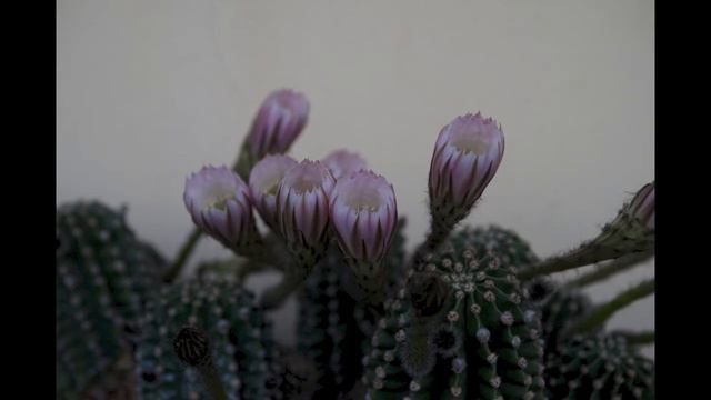 Echinopsis Subdenudata смотреть онлайн