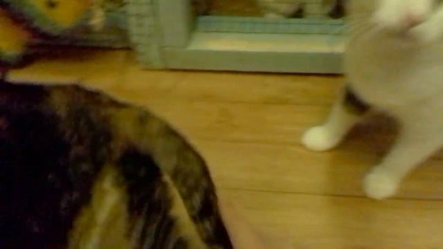 Котенок плачет, просится удочерится +ласковый котик + другие кошечки приюта ищут дом. спб смотреть онлайн