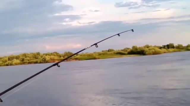 Клёв на реке Припять лето 2023 год. смотреть онлайн