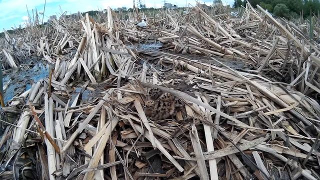 Озерная чайка 160515 1к SJ 3 птенца 12