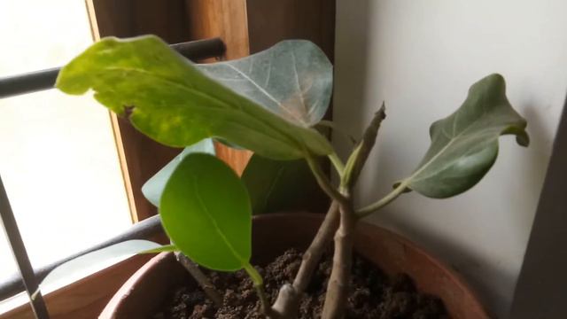 Indoor Banyan bonsai or Ficus benghalensis after 1 year growth смотреть онлайн