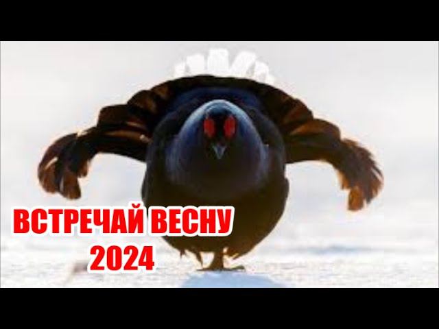 ТЕТЕРЕВ НА ТОКУ...НАЧАЛОСЬ. смотреть онлайн