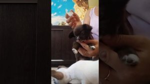 Подклеивание ушей щенку чихуахуа,ставим ушки