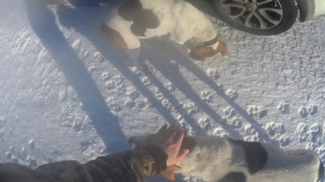 Встреча с потерянными гончаками смотреть онлайн