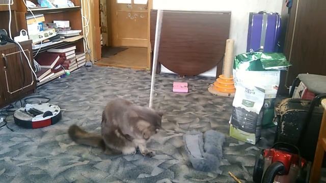 Мейн кун и летающая мышь смотреть онлайн