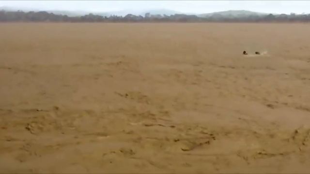 Giant Anaconda vs Jaguar Python vs Tiger Python vs Leopard смотреть онлайн