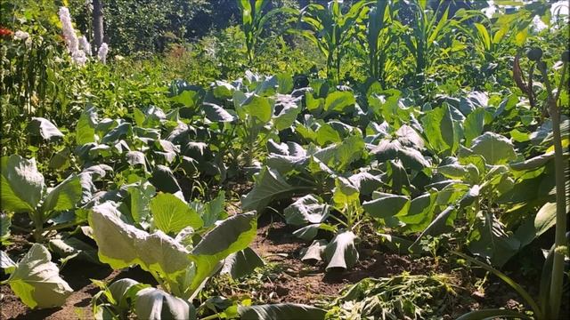 Капуста начала гнить на грядке как спасти кочан, пока не стало совсем поздно? смотреть онлайн