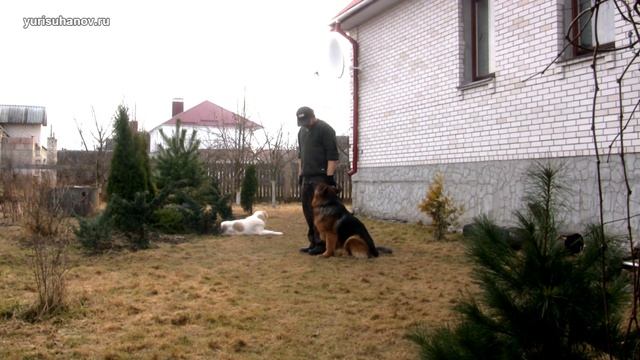 [Урок 17] Учим собаку подходить по команде КО МНЕ смотреть онлайн