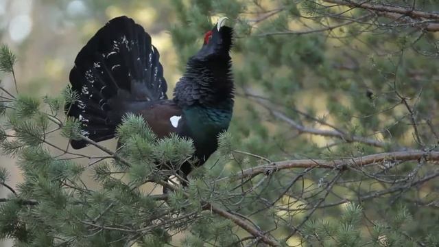 Tetrao Urogallus Metsis