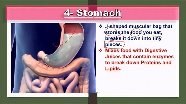 Human Anatomy & Physiology Ch. 11.2 | Gastrointestinal Tract Structure In Detail | Digestive System