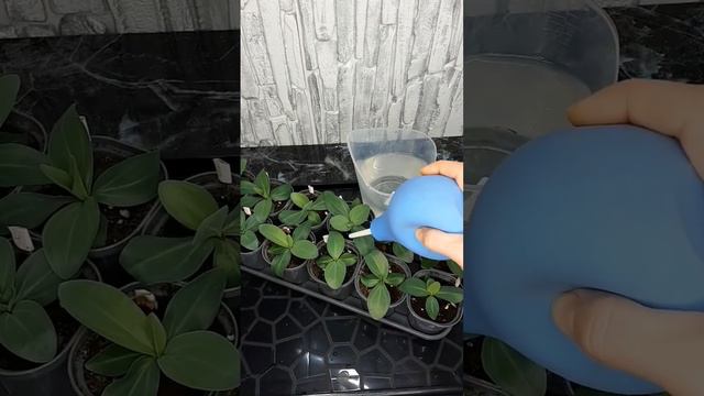 Эустома-первые подкормки! #эустома #подкормки #удобрение смотреть онлайн