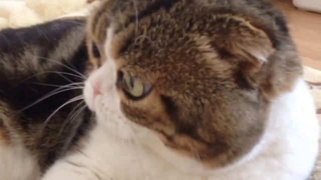 Скоттиш фолд. Мурчит кот Лева. Scottish fold смотреть онлайн
