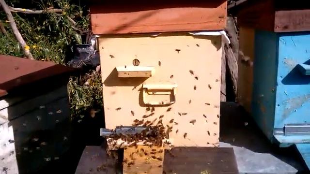 Срочные работы на пасеке, часть 2, 7.09.2021 года, 14:14 дня | Пчеловодство | Beekeeping смотреть онлайн