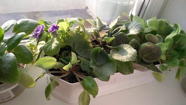 ПСИХАНУЛА И ПОСАДИЛА ВСЕ ФИАЛКИ В ОДИН ГОРШОК! МОИ КОМНАТНЫЕ ЦВЕТЫ В АПРЕЛЕ 2021 смотреть онлайн